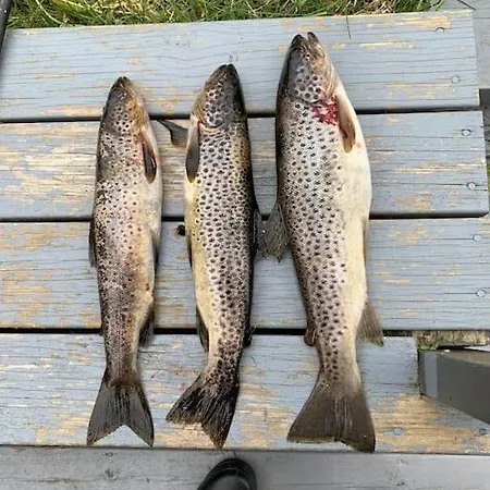 Feriebolig Pa Bygda Tatil Evi Straumsjoen