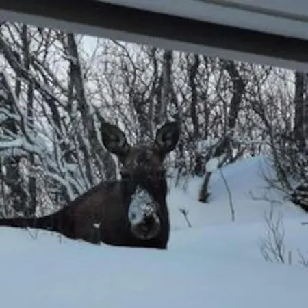 Feriehus Feriebolig På Bygda Straumsjoen