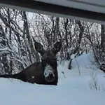 Nyaraló Feriebolig Pa Bygda Straumsjoen